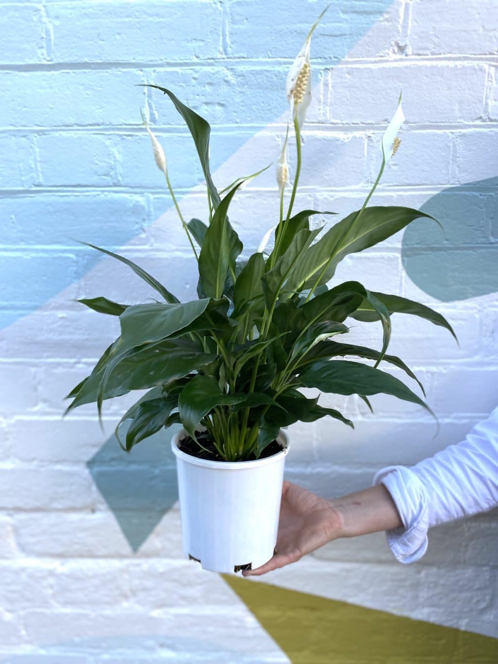 Beautiful peace lily plant gift wrapped for delivery in Wagga Wagga