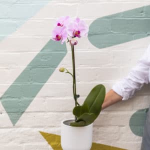 Potted orchid indoor plant. Gifts available for delivery in Wagga Wagga.