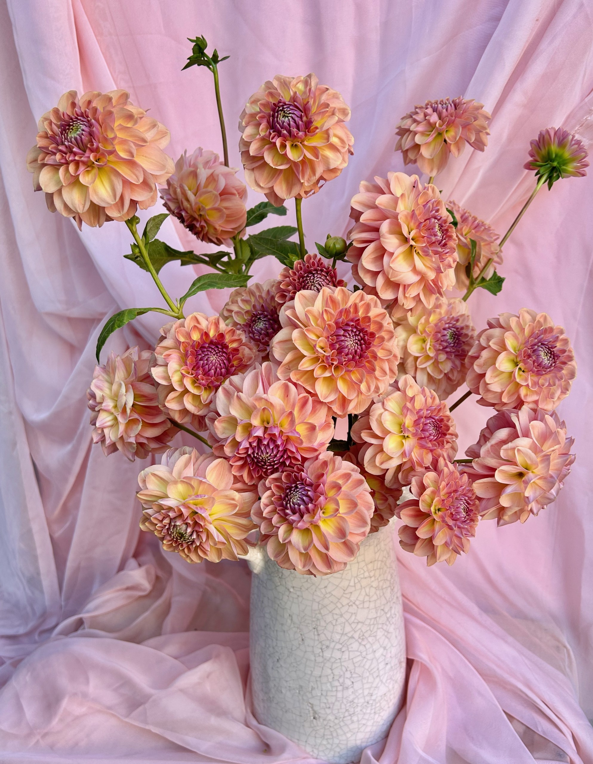A vase of beautiful apricot dahlia flowers. Locally picked in Wagga Wagga