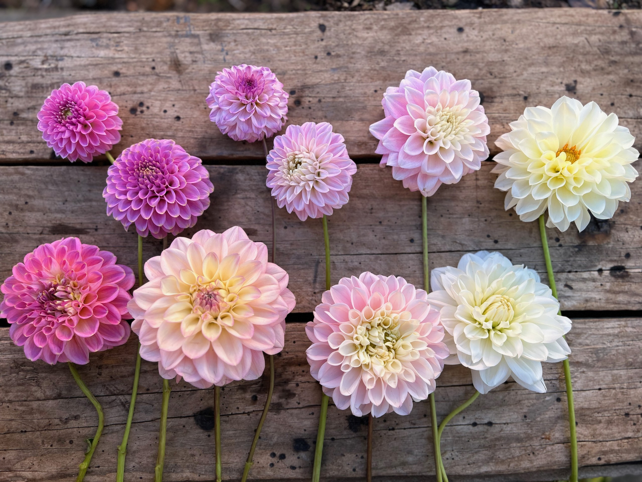 Flatlay of white and pink dahlia flowers from Little Triffids Flower Farm