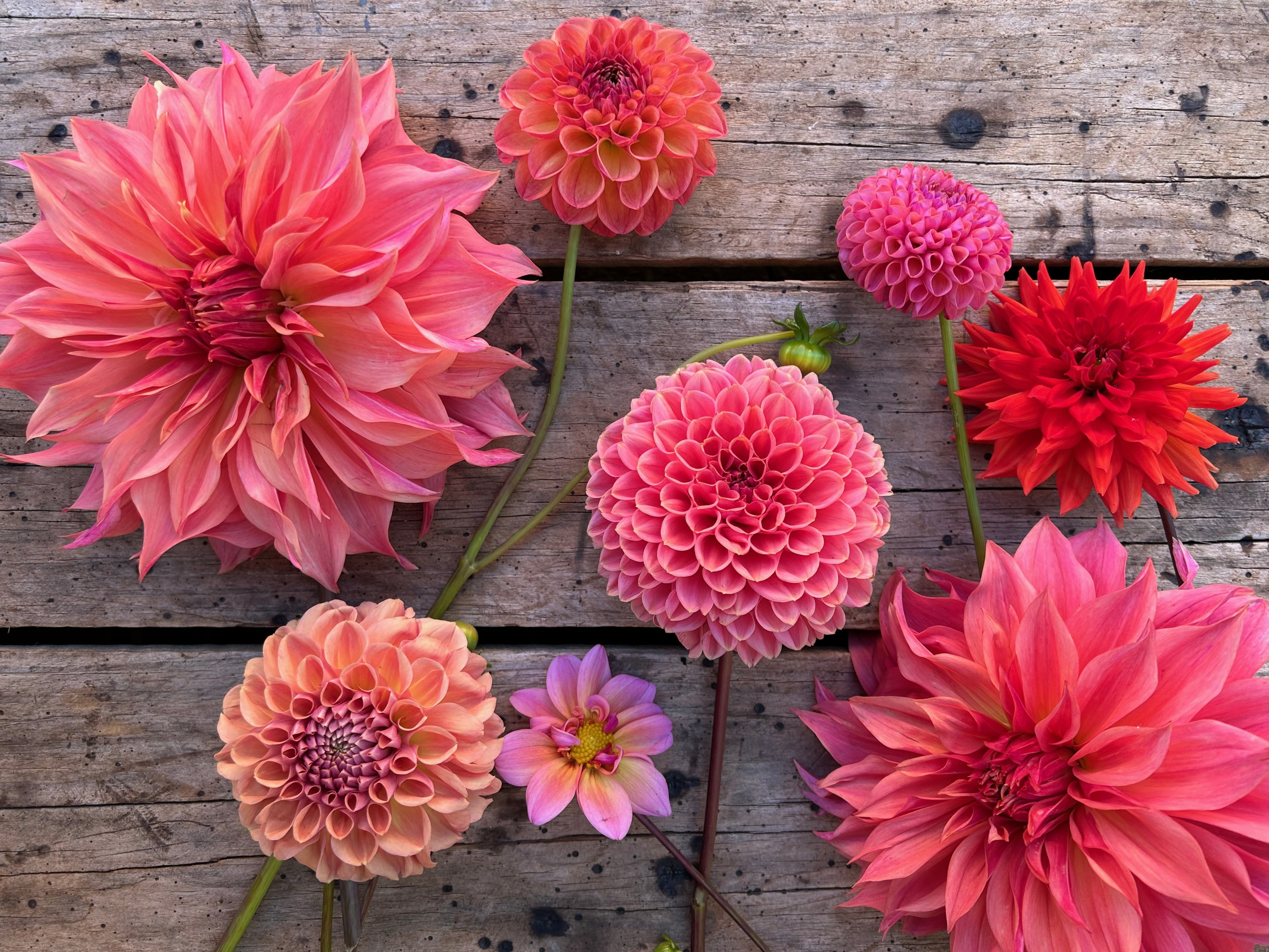 Flatlay of peach and red dahlia flowers from Little Triffids Flower Farm